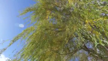 Ağlayan söğüt dalları