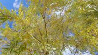 Ağlayan söğüt dalları