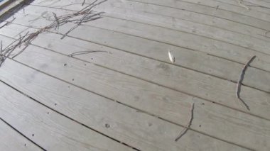 Fırtınadan sonra kuru dallar