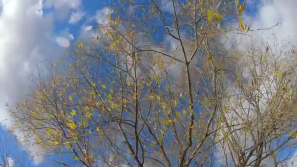 Autumn tree on a background — Stock Video