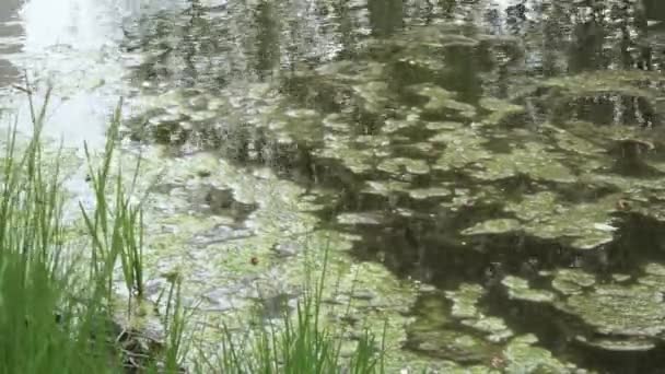 Wasserlinse und Algen — Stockvideo