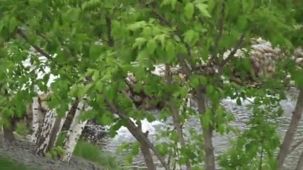 Cascading fountain with birches — Stock Video