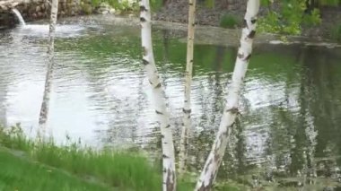 Ağaç dallarıyla çağlayan çeşme.