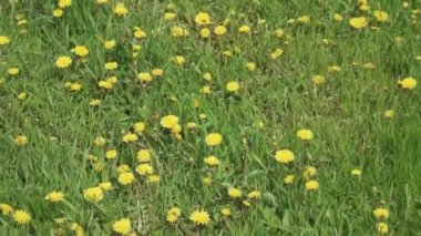 Bahçede çiçek açan karahindibalar