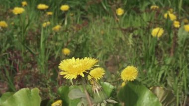 Sırtında karahindiba çiçeği