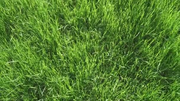 Grama de gramado no sol traseiro — Vídeo de Stock