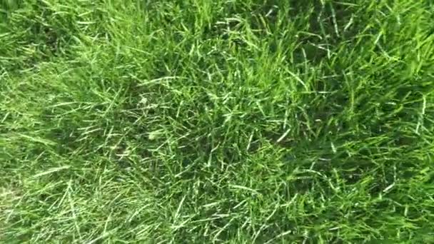 Pelouse herbe dans le soleil arrière — Video