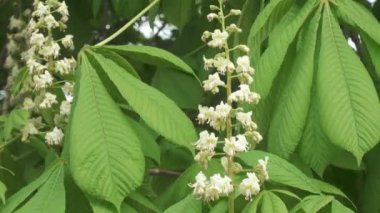 Ağaçta kestane rengi fındıklar