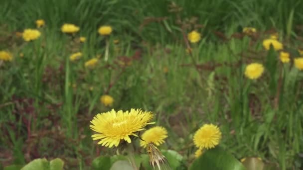 Maskros blomma på en rygg — Stockvideo