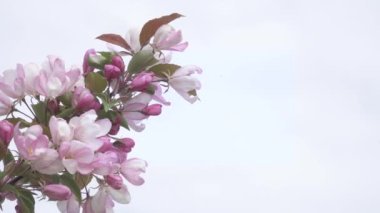 Cennet elma çiçekleri