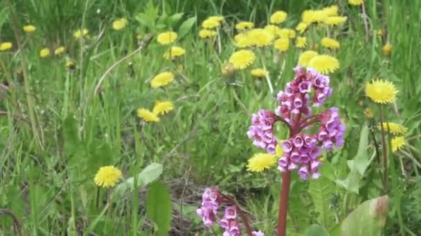 Corazón flor bergenia sobre un fondo — Vídeos de Stock