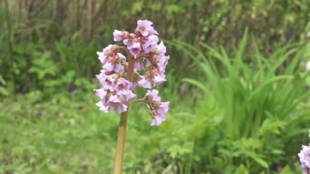 Corazón flor bergenia — Vídeos de Stock