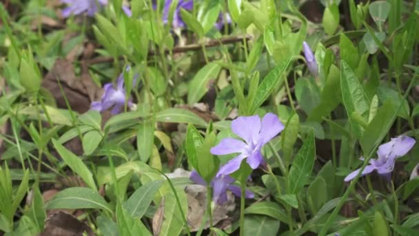 Periwinkle flower vinca — Stock Video