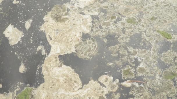 Eau polluée avec déchets flottants — Video