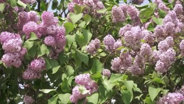 Un arbusto de lilas florecientes — Vídeo de stock
