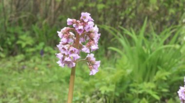 Kalp çiçeği bergenia