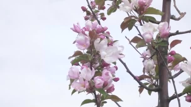 Rajskie kwiaty jabłoni — Wideo stockowe