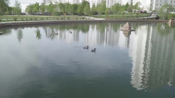 Un pequeño lago en el parque — Vídeos de Stock