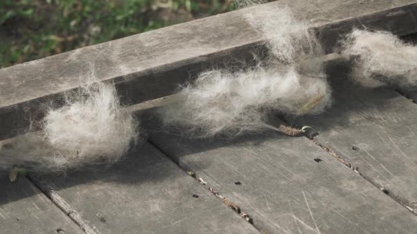 Peluches de peuplier couchées sur un bois — Video