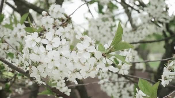 Гілка з вишневими квітами — стокове відео
