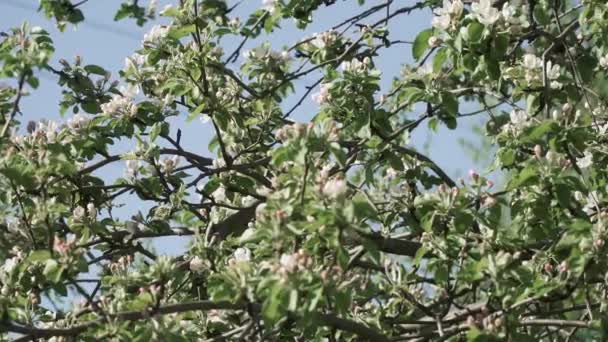 Rama con flores de manzana — Vídeo de stock