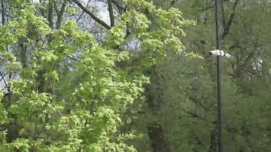 Bir sütunun üzerindeki güvenlik kameraları