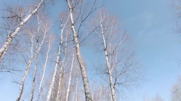 The tops of birch trees — Stock Video