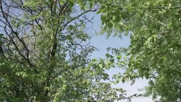 木々の頂部 — ストック動画