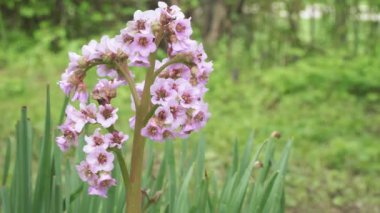 Kalp çiçeği bergenia