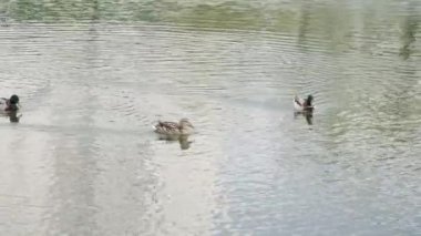Parktaki göldeki ördekler