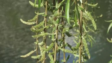 Söğüt dalları suyun üzerinde