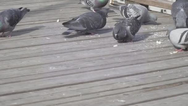 Pigeons and sparrows eat bread — Stock Video