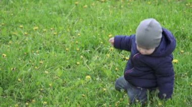 Şapkalı çocuk karahindiba koparır.