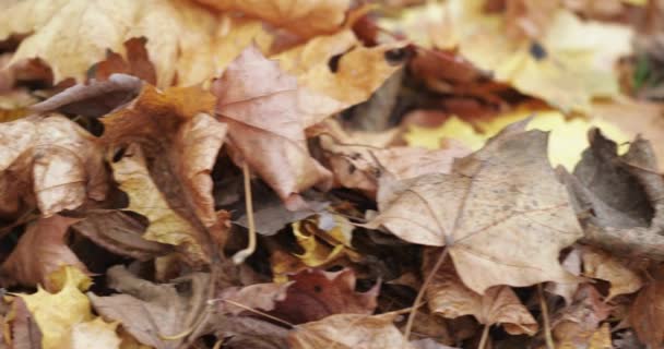 Ahorn Herbstblätter liegend — Stockvideo