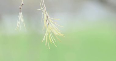 Spruce üzerinde kuru koniler