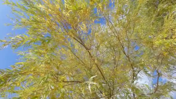 Weeping willow branches — Stock Video