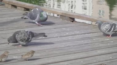 Güvercinler ve serçeler ekmek yer.