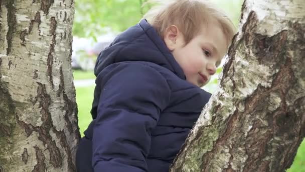 Pojke på björk i parken — Stockvideo