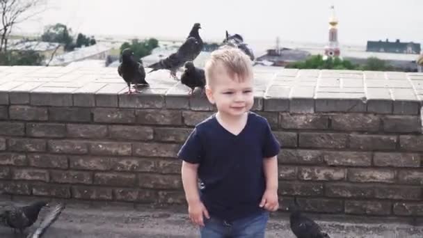 Garçon nourrit les pigeons dans le parc — Video