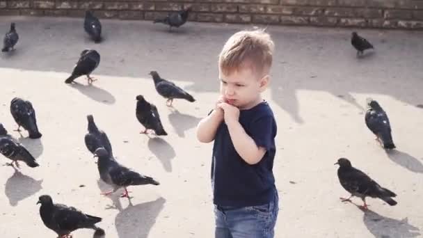 Хлопчик годує голубів у парку — стокове відео