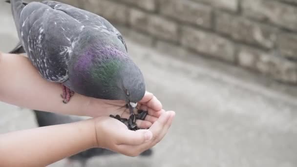 Boy feeds pigeons in park — Stock Video