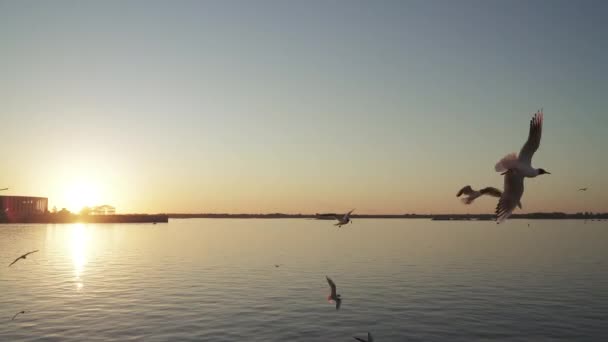 Flying seagulls in the light of the setting sun — Stock Video