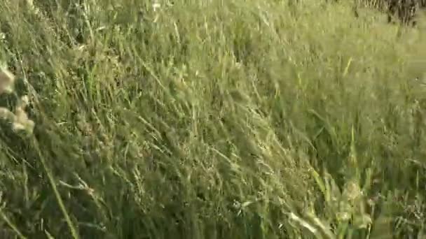 Tall grass in the setting sun — Stock Video