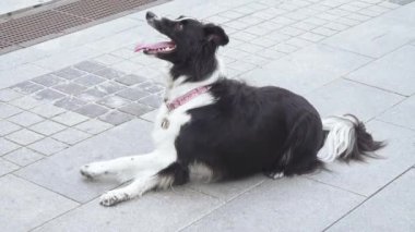 Eğitimli bir köpek