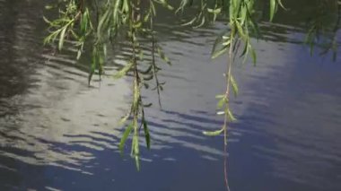 Söğüt dalları suyun üzerinde