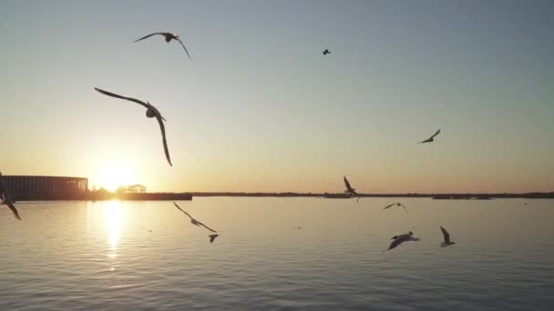 Flying seagulls in the light of the setting sun — Stock Video