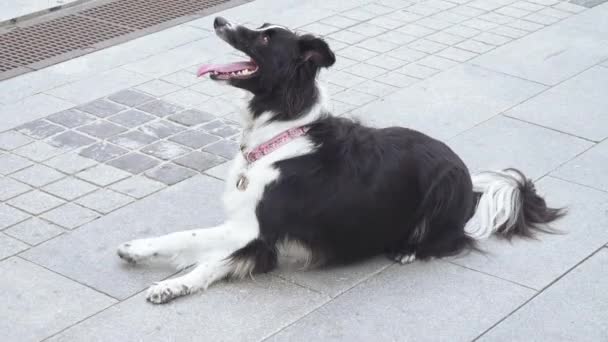 Un perro entrenado realiza — Vídeos de Stock