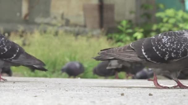 Tauben picken auf Flaschenstücken — Stockvideo