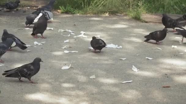 Les pigeons picorent sur des morceaux de pita — Video