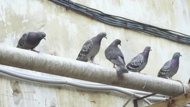 Pigeons sit on the gas pipes — Stock Video